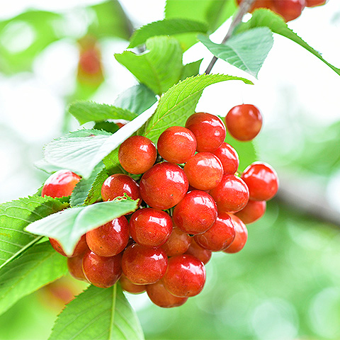  开云体育客户端APP下载大红樱桃三