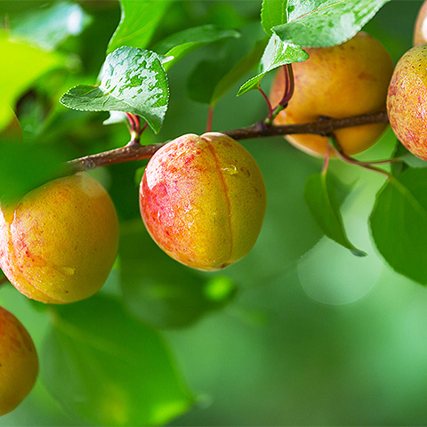 开云体育客户端APP下载热带水果七